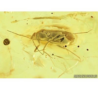 Miridae, True Bug. Fossil insect in Baltic amber #6732