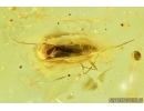 Miridae, True Bug. Fossil insect in Baltic amber #6732