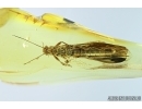 Plecoptera, Stonefly. Fossil insect in Baltic amber #6743