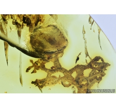 Rare lichen. Fossil inclusion in Baltic amber #6744