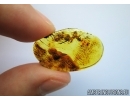 Rare lichen. Fossil inclusion in Baltic amber #6744