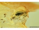 Beetle (Chrysomelidae or Anthribidae) with Coprolites. Fossil inclusions in Baltic amber #6755