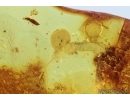 Rove beetle Staphylinoidea: Ptiliidae and More.  Fossil insects in Baltic amber #6756