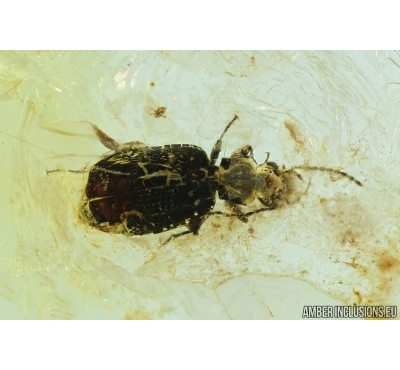 Carabidae, Ground beetle. Fossil insect in Baltic amber #6757