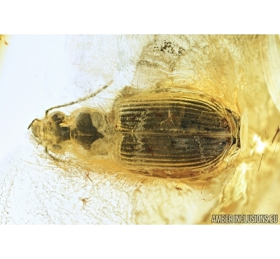 Carabidae, Ground beetle. Fossil insect in Baltic amber #6758