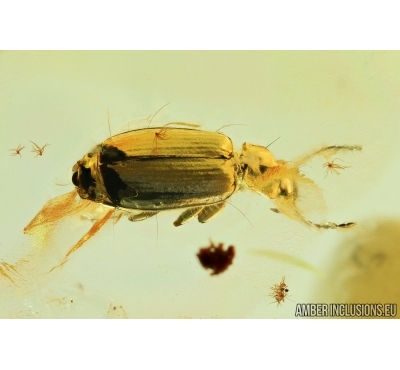 Carabidae, Ground beetle. Fossil insect in Baltic amber #6759