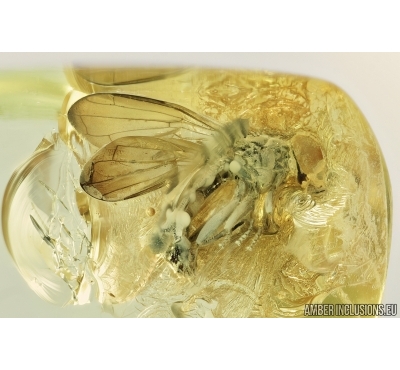 Syrphidae, Hover Fly. Fossil insect in Baltic amber #6761