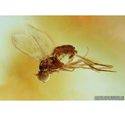 Long-legged flies, Dolichopodidae. Fossil insects in Baltic amber #6762