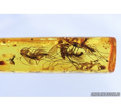 Fungus gnats Mycetophilidae,  and More. Fossil inclusions in Baltic amber #6764