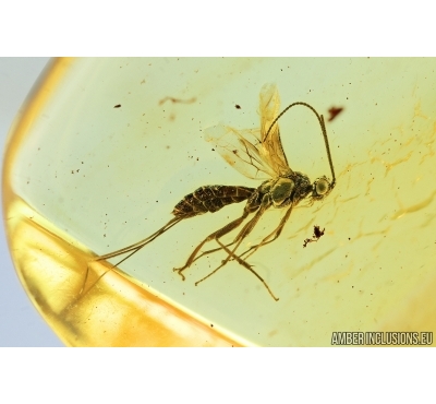 Hymenoptera,  Braconidae Wasp. Fossil insect in Baltic amber #6768