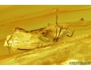 Rare Ant Hymenoptera and  Harvestman Opiliones. Fossil inclusions in Baltic amber #6772