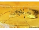 Rare Ant Hymenoptera and  Harvestman Opiliones. Fossil inclusions in Baltic amber #6772