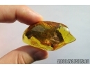 Big Tree fragment 37m! Fossil inclusion in Baltic amber #6774