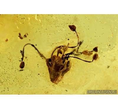 Flower, Fungus gnat with egg and More. Fossil inclusions in Baltic amber #6775