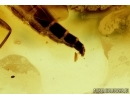 Flower, Fungus gnat with egg and More. Fossil inclusions in Baltic amber #6775