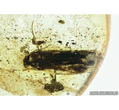 Lepidoptera, Moth. Fossil insect in Baltic amber #6776