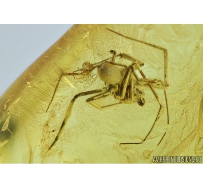 Araneae, Spider. Fossil inclusion in Baltic amber #6777
