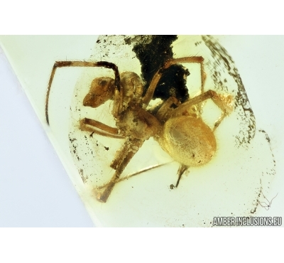 Araneae, Spider. Fossil inclusion in Baltic amber stone #6778