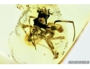 Araneae, Spider. Fossil inclusion in Baltic amber stone #6778