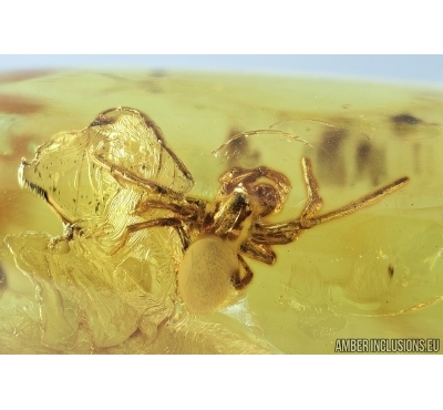Big Spider, Araneae. Fossil inclusion in Baltic amber stone #6779