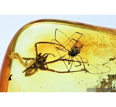 ACTION! Spider with Larva and Harvestman. Fossil inclusions in Baltic amber #6782