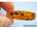 Very Nice, Unusual plant and More. fossil inclusions in Baltic amber #6804