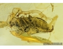 Darkling beetle, Alleculinae, Tenebrionidae. Fossil insect in Baltic amber #6785
