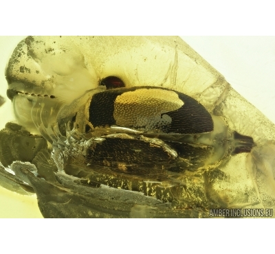 Marsh beetle, Scirtidae. Fossil insect in Baltic amber #6786