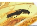 Elateridae, Click beetle. Fossil inclusion in Baltic amber #6787