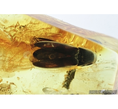 Elateridae, Click beetle. Fossil inclusion in Baltic amber #6787