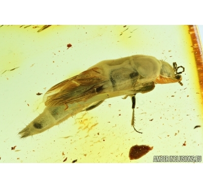 Staphylinoidea, Rove beetle. Fossil insect in Baltic amber #6789