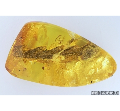 FERN, PTERIDOPHYTA. Fossil inclusion in Baltic amber #6790