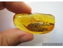 Big 33mm! Leaf, Plant. Fossil inclusions in Baltic amber #6791