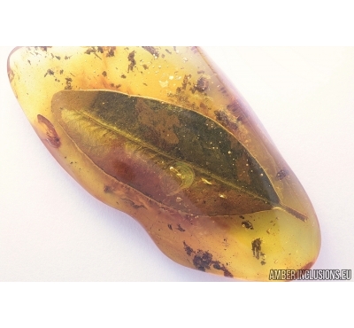 Beautiful, Giant 43mm! Leaf. Fossil inclusion in Baltic amber #6792