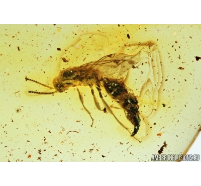 Hymenoptera, Wasp. Fossil inclusion in Baltic amber #6794