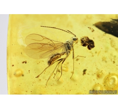 Hymenoptera Wasp and Leaf Plant. Fossil inclusions in Baltic amber #6796
