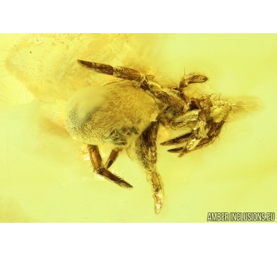 Nice Spider, Araneae. Fossil inclusion in Baltic amber stone #6799
