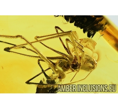 Spider, Araneae. Fossil inclusion in Baltic amber stone #6800