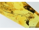Spider, Araneae. Fossil inclusion in Baltic amber stone #6800