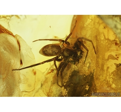 Spider, Araneae. Fossil inclusion in Baltic amber stone #6801