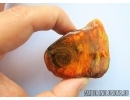 Rare, Unusual Plant. Fossil inclusion in Baltic amber #6802