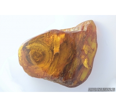 Rare, Unusual Plant. Fossil inclusion in Baltic amber #6802