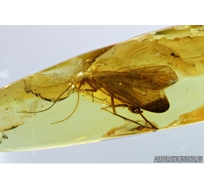 Trichoptera, Caddisfly. Fossil insect in Baltic amber #6803