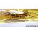 Trichoptera, Caddisfly. Fossil insect in Baltic amber #6803