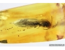 Elateridae, Click beetle and Larva. Fossil inclusions in Baltic amber #6806