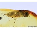 Elateridae, Click beetle and Larva. Fossil inclusions in Baltic amber #6806