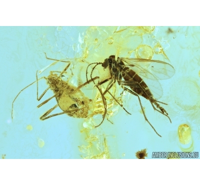 Aphid and Gnat. Fossil insects in Baltic amber #6808