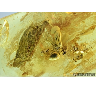 Ant, Fly and Plant. Fossil inclusions in Ukrainian amber #6814