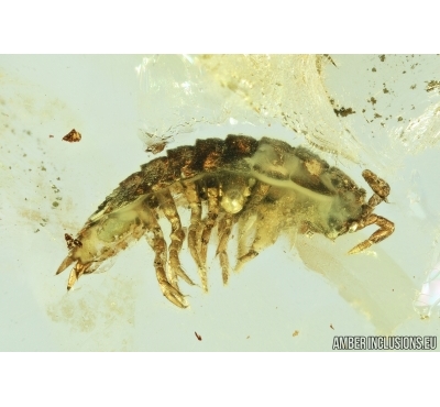 Isopoda, Woodlice. Fossil insect in Baltic amber #6815