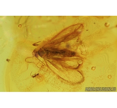 Lepidoptera, Moth and More. Fossil insects in Baltic amber #6816